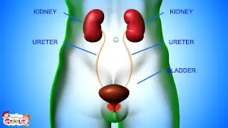 Excretory System Parts and Functions Animation video for kids