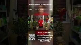 Избавляемся от дрозофил. Долой мошек.