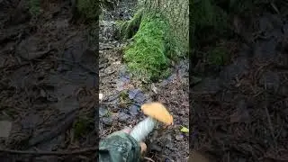 ДВА СУПЕР ГРИБА! ГРАНДИОЗНЫЙ ПОДОСИНОВИК И ЕГО ДРУГ ИДЕАЛЫШ