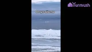 Любовный танец лебедей на озере Иссык-Куль
