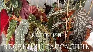 [ОБЗОР] Размножение Бегоний 🌿Весенний Рассадник Кейн Бегоний 🌿Бегонии ‘Крыло Ангела’ 🌿