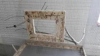 клетка на скорую руку
