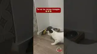 Попугай отвоевал у кота кошачий корм  