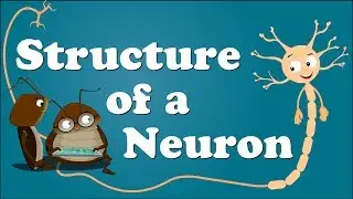 Structure of a Neuron | 