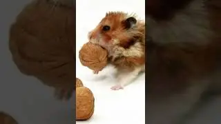 Видео о хомяках в описании 🐹