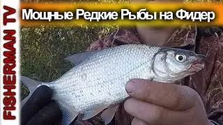 Мощные редкие Рыбы на Фидер