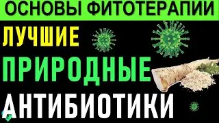 Самые сильные Природные Антибиотики (Защита от респираторных вирусов и бактерий)