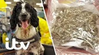 Border Force Sniffer Dog Finds Drugs Hidden in a Package! | Heathrow: Britains Busiest Airport