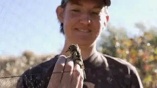 30 Years of Flight: Celebrating the Intermountain Bird Observatory's Legacy of Conservation