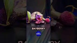 ASMR EATING BAYBERRY MUKBANG 🐢 Turtle Tortoise #shorts 31