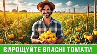 Томати | Вирощування томатів відкритого ґрунту як перспективний агробізнес. СФГ 
