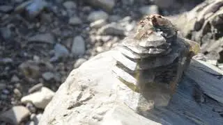 Инопланетный космический корабль с божьими коровками на шляпе)