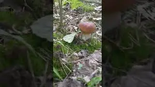 грибы