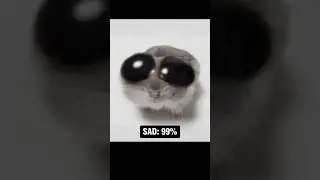Sad Hamster Becomes More Sad 