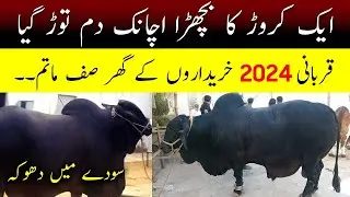 Biggest bull in the world | Biggest Cow Mandi 2024 | Heavy and Expansive Bull for Qurbani 2024