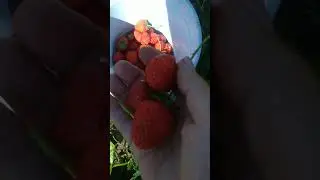 ммм,как вкусно 