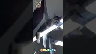 Funny animals dreams time