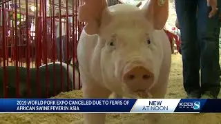 World Pork Expo cancelled over swine disease fears