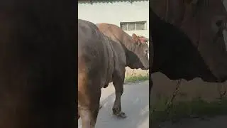 1 TONNA 400Kg +99893 746 63 07 Sotiladi
