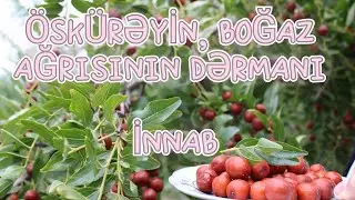 Bogazağrısı və öskürəyin dərmanı - İNNAB