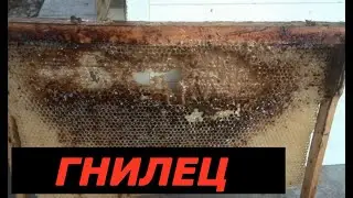 ГНИЛЕЦ / РАСШИРЕНИЕ СЕМЕЙ / ПРОСТЫЕ СОВЕТЫ .
