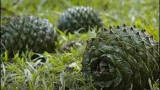 Bunya trees