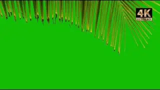 palm tree leaves |  palm tree leaves green screen 4k