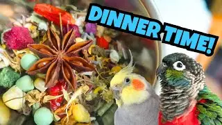 Parrot Food - What I Feed My 8 Parrots For Dinner | BirdNerdSophie