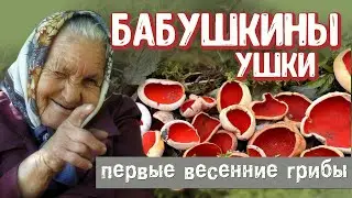 Самый первый весенний гриб. Саркосцифа или бабушкины ушки. Что и как... 