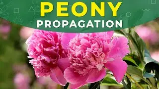 PEONY PROPAGATION | CARE FOR THE PLANT, REJUVENATION