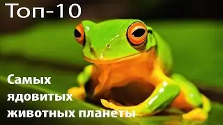 Топ 10 Самых ядовитых животных на планете. Смертельно опасные животные.