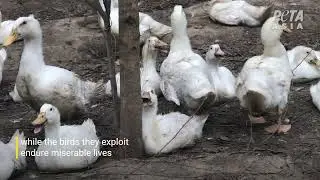 Ducks Stabbed and Legs Hacked Off