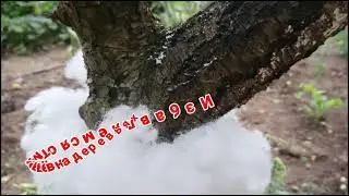 Ants. We get rid of the ants in the trees quickly.