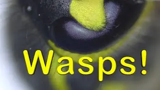 Wasps! - Our Small World Video