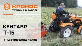 Картофелекопалка Кентавр КТ2 в работе с мини-трактором Кентавр Т-15 (Toyokawa) kronos5.by/kronos5.ru