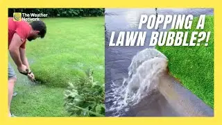 Ever Noticed Water Bubbles in Your Grass? Heres What to Do