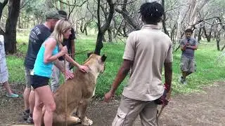 В круизе с "Костою".Остров Маврикий.Парк 'Казела" и прогулка со львами.Ноябрь2019