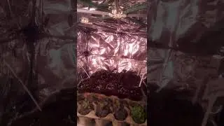 Growing Some Snapdragon Seedlings - 28 Day Time Lapse