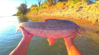 Big Fish ПОЙМАН!✅Я ЭТОГО ЖДАЛ ВСЁ ЛЕТО),Усач на донку Сольпуга.