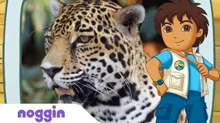 Let's Learn About Jaguars w/ Diego | Noggin