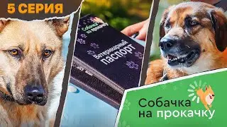 СОБАЧКА НА ПРОКАЧКУ 5 серия: Финальная серия | Кто из собак обрел свой дом | Подводим итог