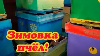 ЗИМОВКА ПЧЁЛ В ЗИМОВНИКЕ, ТЕМПЕРАТУРА НИЖЕ НУЛЯ ПЧЁЛЫ СИДЯТ СПОКОЙНО.