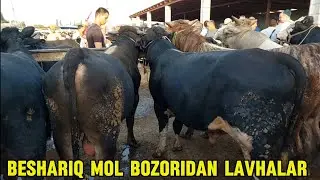 Beshariq mol bozori semiz boqma va yosh buqalar narhlari bilan tanishing 4.08.2024yil