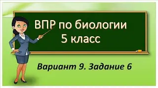 ВПР по биологии 5 класс. Вариант 9. Задание 6