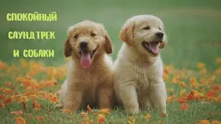 спокойная фоновая музыка разных жанров видеоряд с собаками/для созерцания и мыслей о светлом будущем