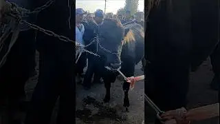 Акамиз бука бокишни узиям ёрвориптила. Хаммамизга насиб килсин шунака килиб бокиш👍 