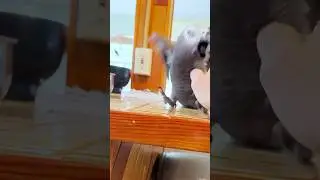 Apollo Just Wants to Wrestle 😂