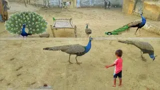 Peacock eat the sweets || peacock eat the mathai