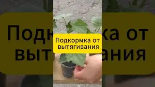 Подкормка от вытягивания рассады! 