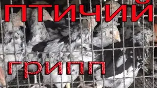 Прививка от птичьего гриппа | Вакцинация птицы
